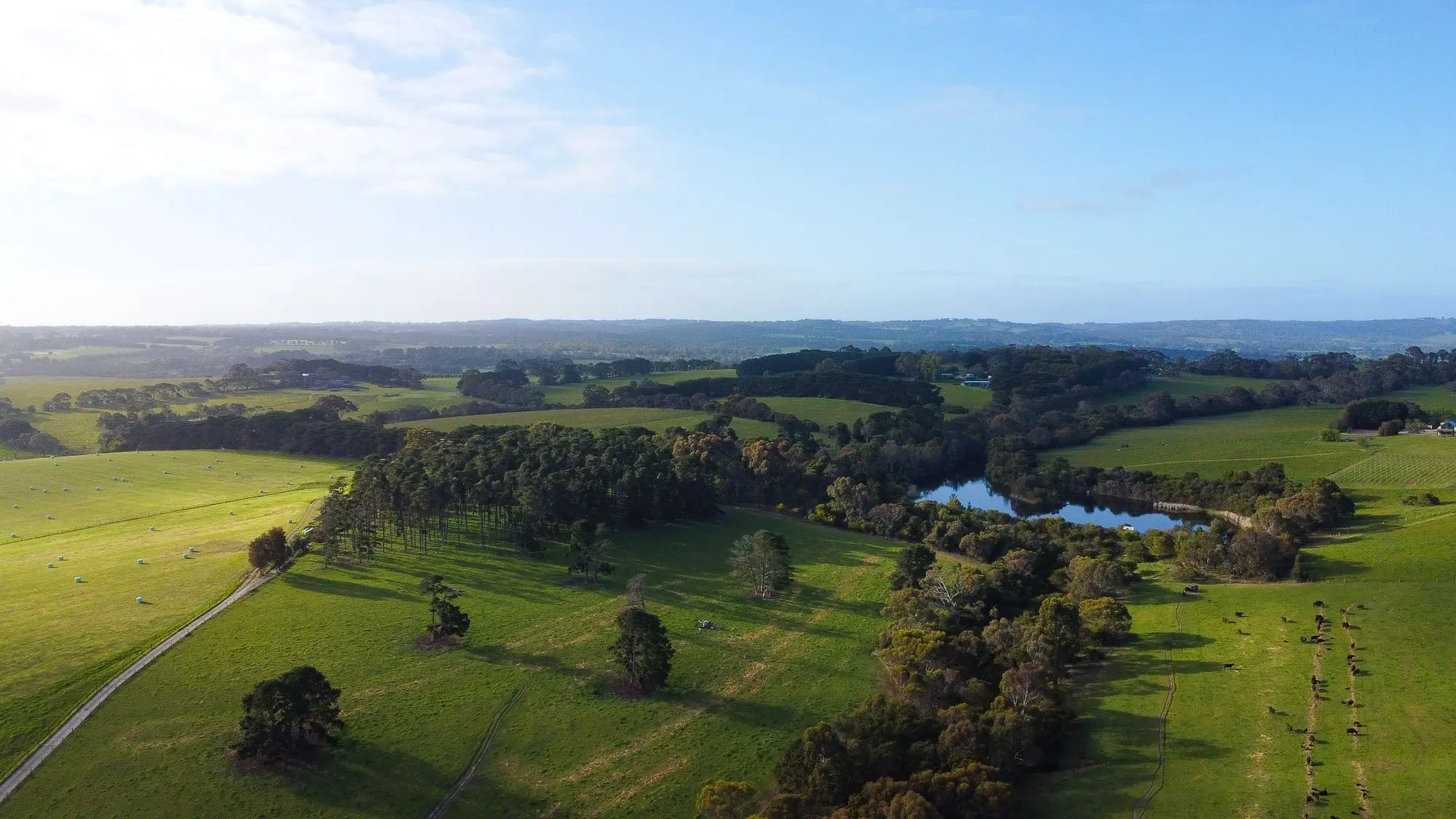 Aerial view of green farm paddocks, gum trees and a farm dam near Mount Martha, Victoria.