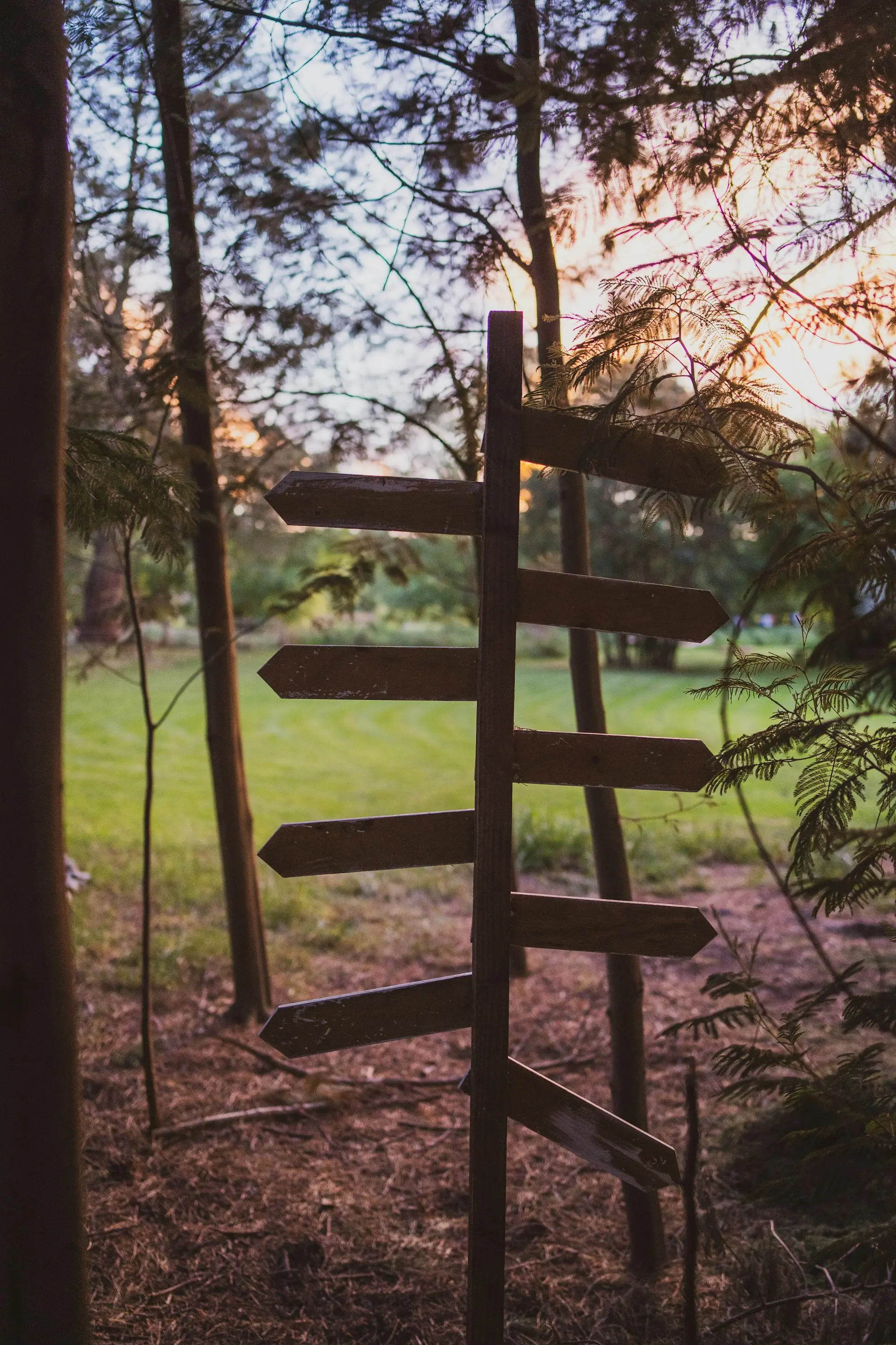 A wooden signpost with several arrows pointing different ways in a forest clearing at golden hour.